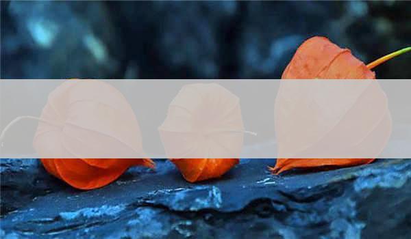 中科院心理咨询师报名是否需要提供成绩单？_如何准备详实的成绩单？