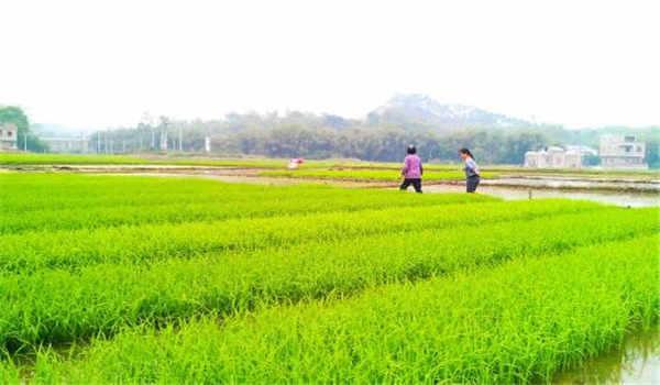 中科院心理咨询师考试中的心理咨询实务科目包括哪些要点？